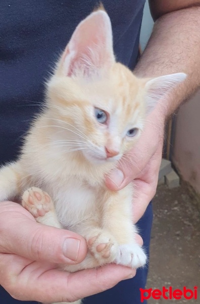 Tekir Kedi, Kedi  behlül fotoğrafı