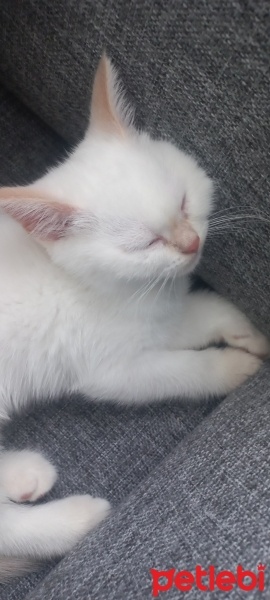 British Shorthair, Kedi  Bulut fotoğrafı