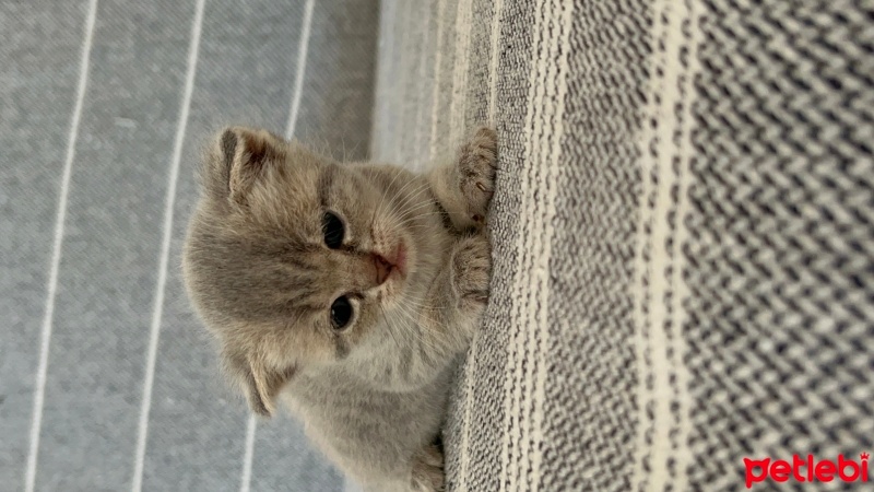 British Shorthair, Kedi  Fındık fotoğrafı