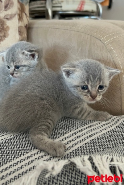 British Shorthair, Kedi  Fındık fotoğrafı