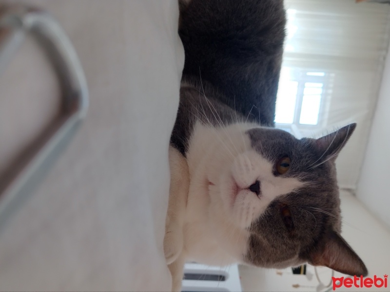 British Longhair, Kedi  Kivi fotoğrafı