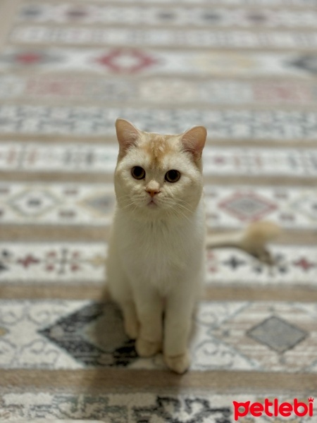 British Longhair, Kedi  Tarçın fotoğrafı