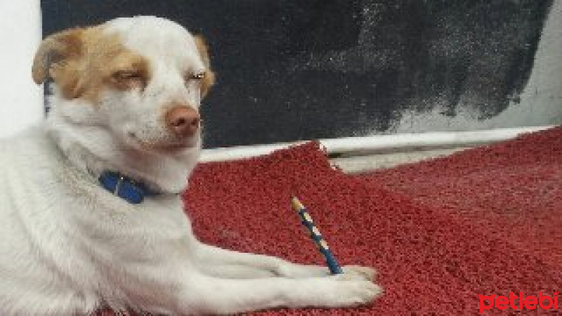 Jack Russell Terrier, Köpek  Miço fotoğrafı