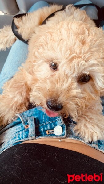 Poodle(Standart Kaniş), Köpek  Late fotoğrafı