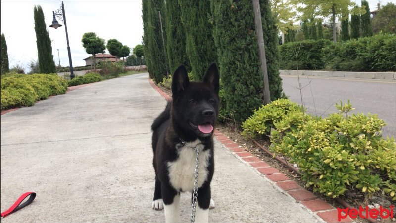 Akita İnu, Köpek  Hera fotoğrafı