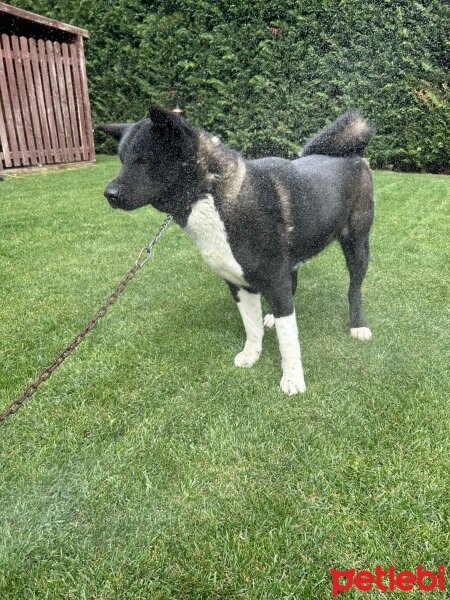 Akita İnu, Köpek  Hera fotoğrafı