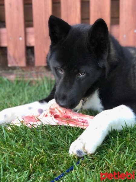 Akita İnu, Köpek  Hera fotoğrafı