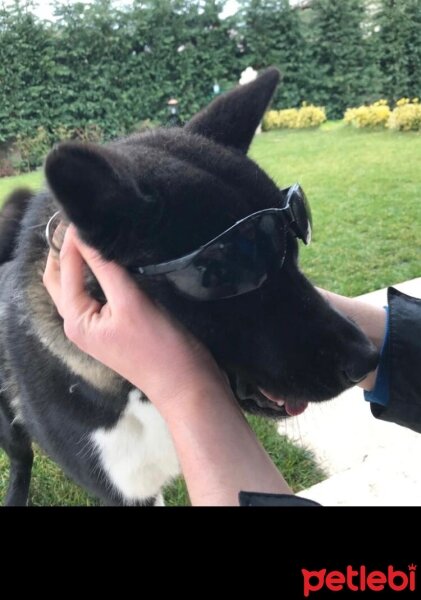 Akita İnu, Köpek  Hera fotoğrafı