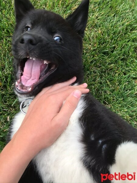 Akita İnu, Köpek  Hera fotoğrafı