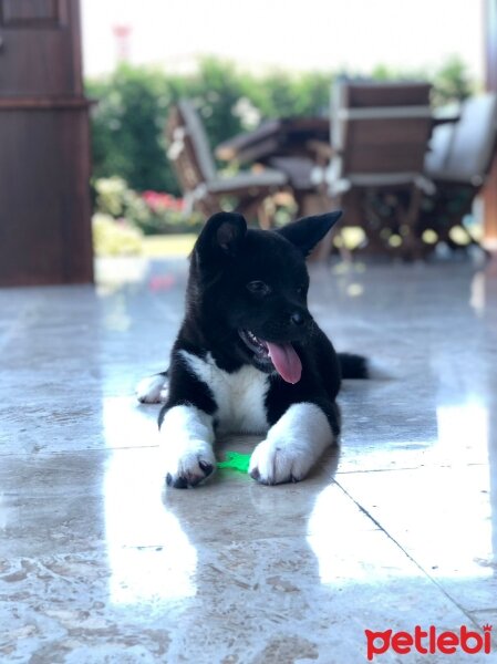 Akita İnu, Köpek  Hera fotoğrafı