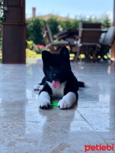 Akita İnu, Köpek  Hera fotoğrafı