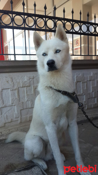 Sibirya Kurdu (Husky), Köpek  Jessy fotoğrafı