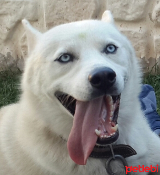 Sibirya Kurdu (Husky), Köpek  Jessy fotoğrafı
