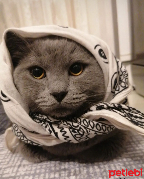 British Shorthair, Kedi  Duman fotoğrafı