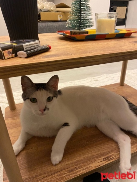 Tekir Kedi, Kedi  DOBBY fotoğrafı