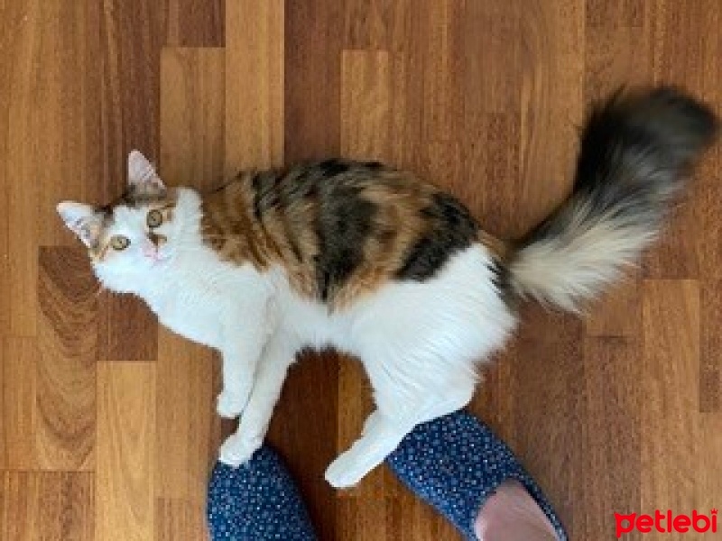 Tekir Kedi, Kedi  Muhtar fotoğrafı