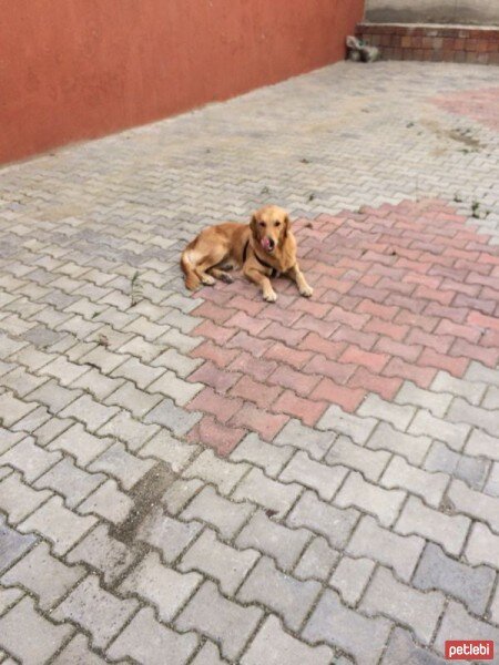 Golden Retriever, Köpek  PAŞA fotoğrafı