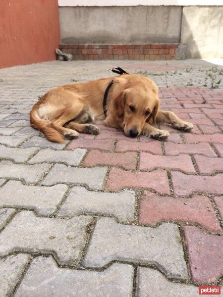 Golden Retriever, Köpek  PAŞA fotoğrafı