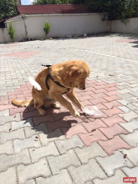 Golden Retriever, Köpek  PAŞA fotoğrafı