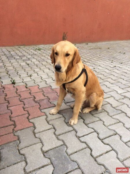 Golden Retriever, Köpek  PAŞA fotoğrafı