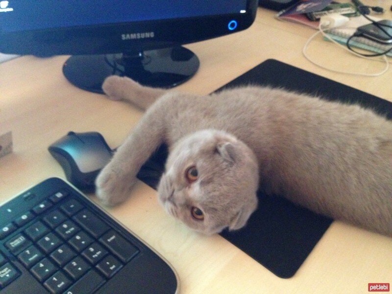 Scottish Fold, Kedi  tonti fotoğrafı