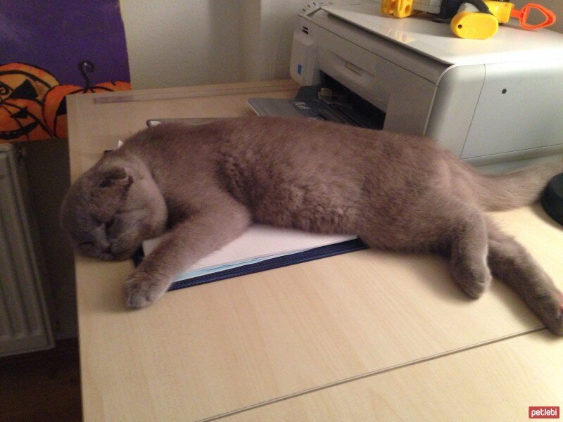 Scottish Fold, Kedi  tonti fotoğrafı