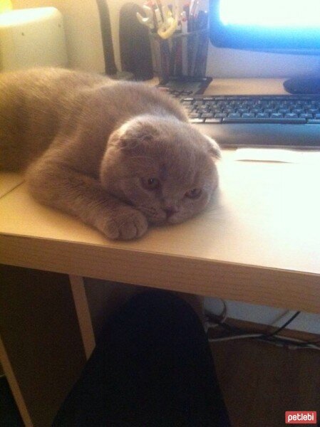 Scottish Fold, Kedi  tonti fotoğrafı