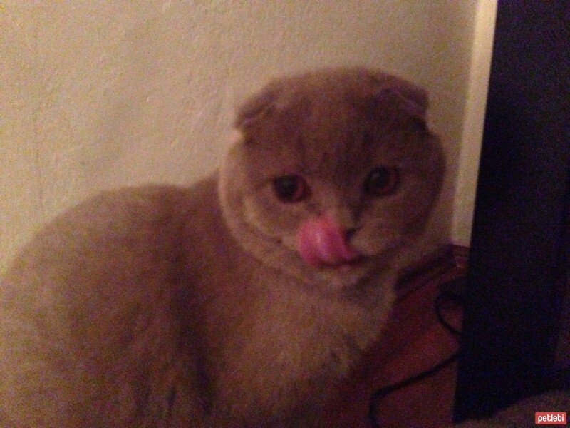 Scottish Fold, Kedi  tonti fotoğrafı