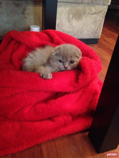 Scottish Fold, Kedi  tonti fotoğrafı