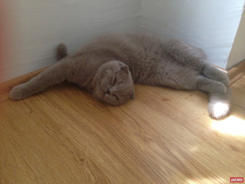 Scottish Fold, Kedi  tonti fotoğrafı