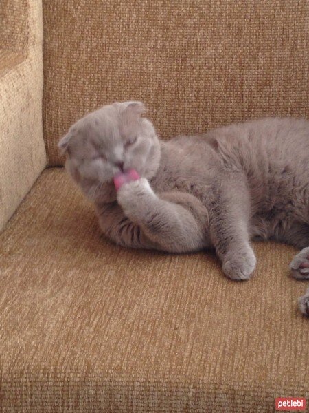 Scottish Fold, Kedi  tonti fotoğrafı