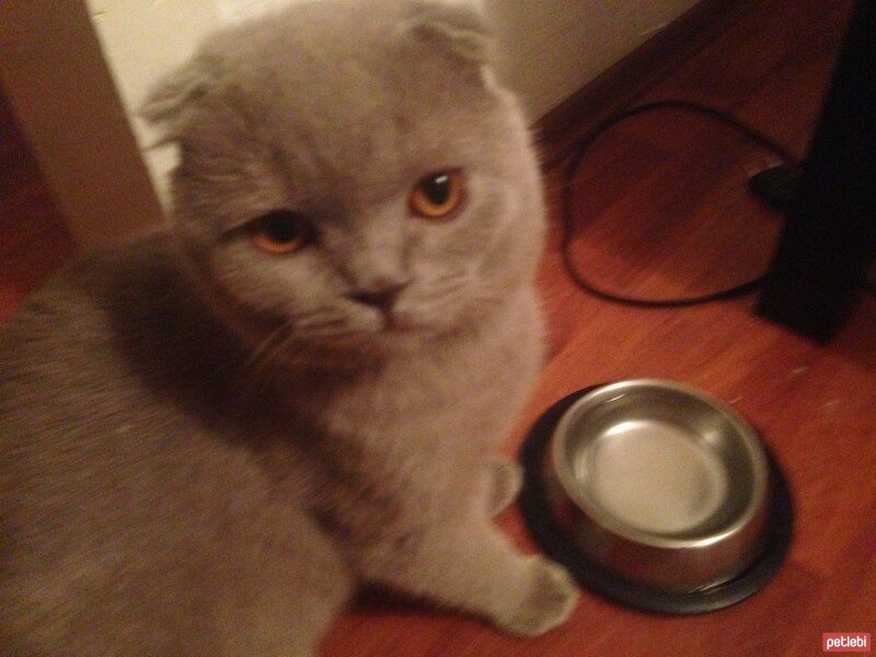 Scottish Fold, Kedi  tonti fotoğrafı