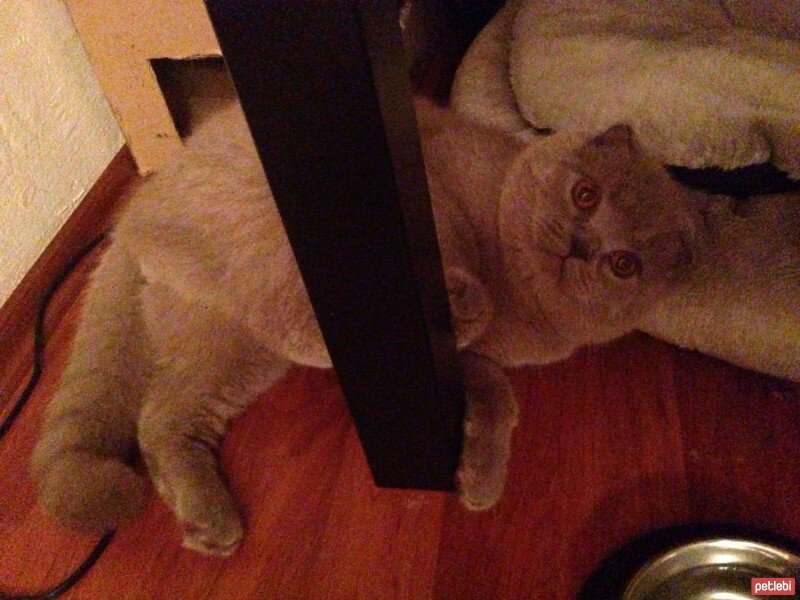 Scottish Fold, Kedi  tonti fotoğrafı