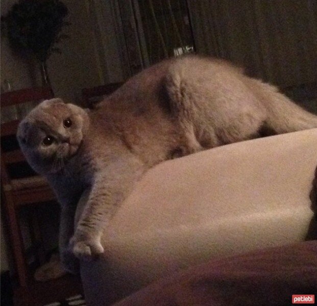 Scottish Fold, Kedi  tonti fotoğrafı