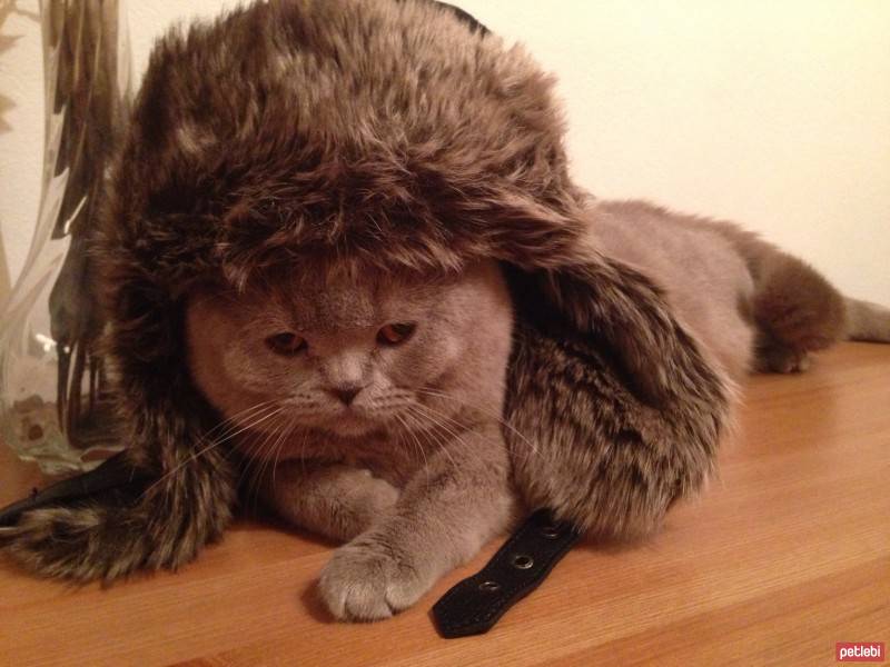 Scottish Fold, Kedi  tonti fotoğrafı