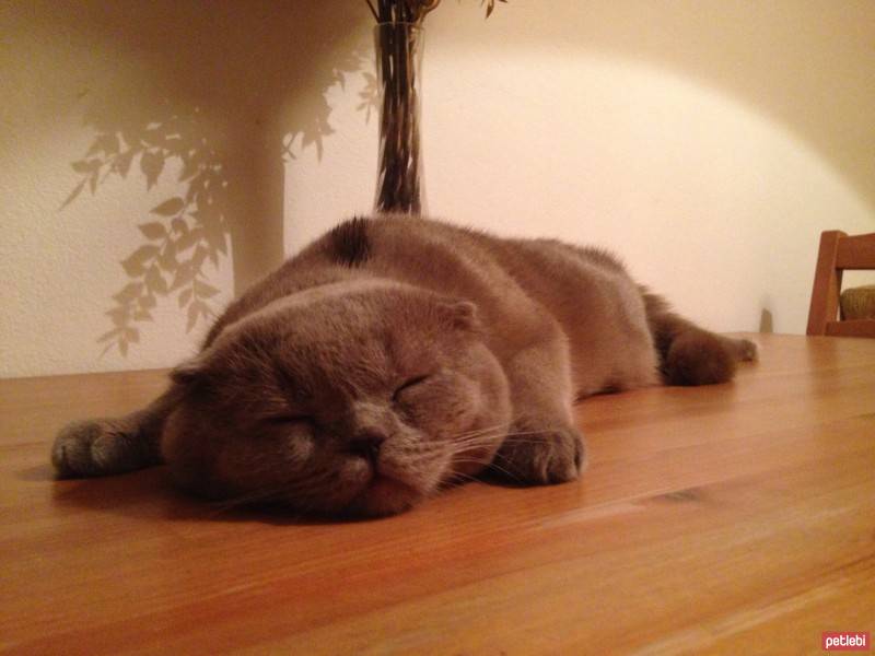 Scottish Fold, Kedi  tonti fotoğrafı