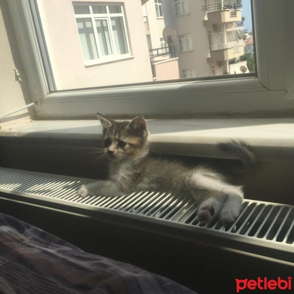 Scottish Fold, Kedi  Güneş fotoğrafı