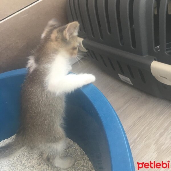 Scottish Fold, Kedi  Güneş fotoğrafı