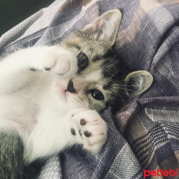 Scottish Fold, Kedi  Güneş fotoğrafı