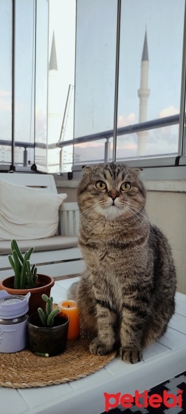 Scottish Fold, Kedi  Zeytin fotoğrafı