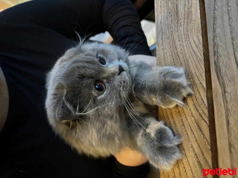 Scottish Fold, Kedi  Sora fotoğrafı