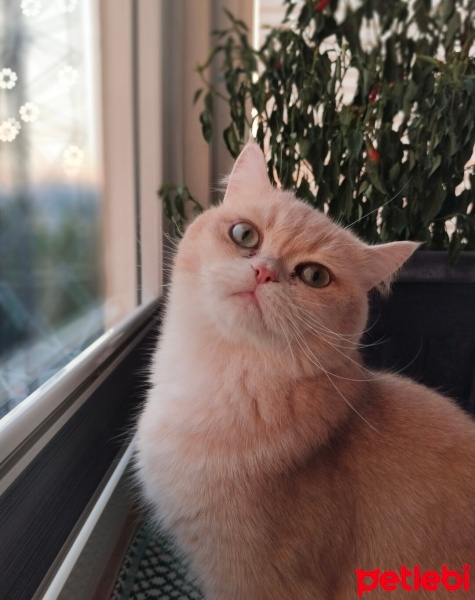 British Shorthair, Kedi  Behlül fotoğrafı