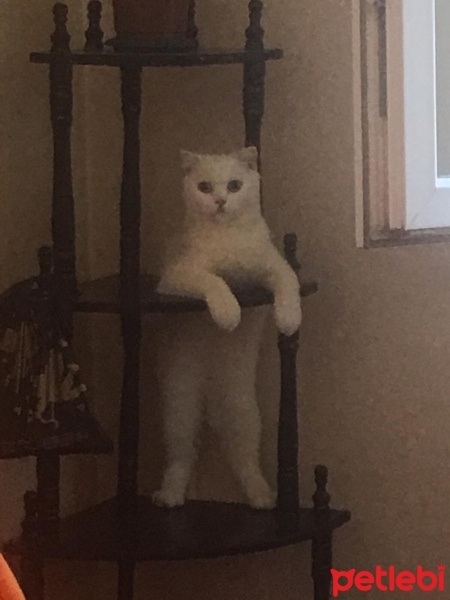 Scottish Fold, Kedi  Pilav fotoğrafı