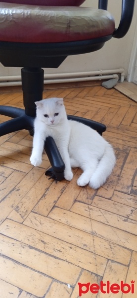 Scottish Fold, Kedi  Pilav fotoğrafı