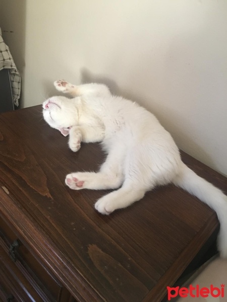 Scottish Fold, Kedi  Pilav fotoğrafı