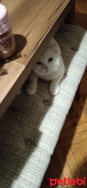 Scottish Fold, Kedi  Pilav fotoğrafı