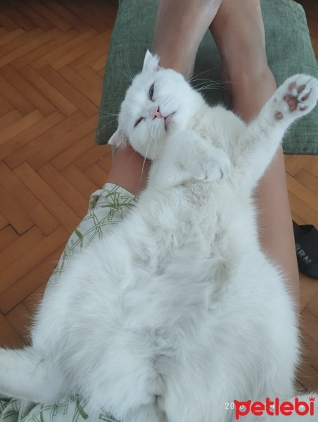 Scottish Fold, Kedi  Pilav fotoğrafı