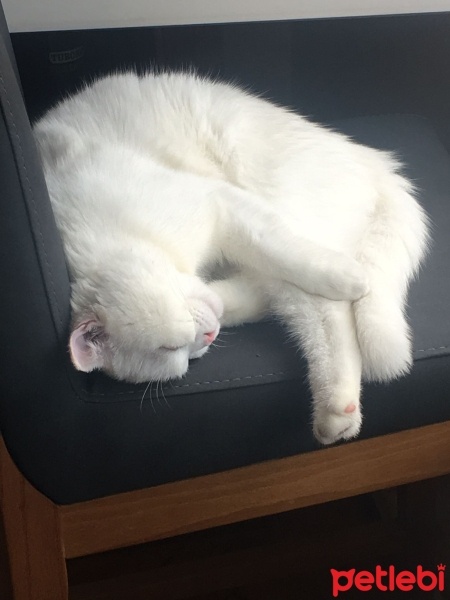 Scottish Fold, Kedi  Pilav fotoğrafı