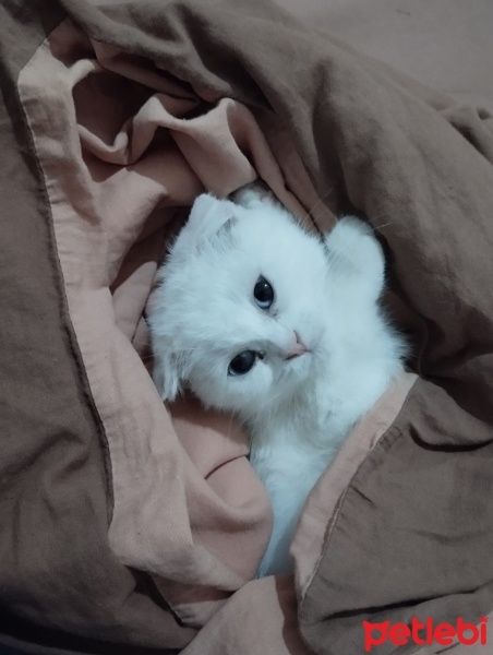 Scottish Fold, Kedi  Pilav fotoğrafı