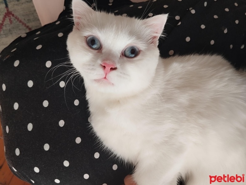 Scottish Fold, Kedi  Pilav fotoğrafı